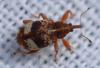 306064 – Photo : Christian Berquer – France (50)